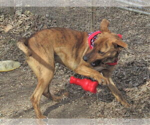 Tigger - Female Retriever -Unknown Mix Dog for Adoption - Photo #5