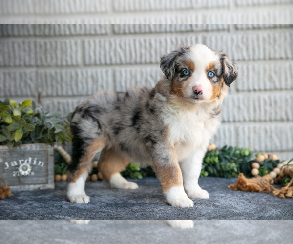 Medium Photo #1 Miniature Australian Shepherd Puppy For Sale in BALTIC, OH, USA