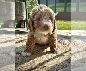 Medium Goldendoodle (Miniature)