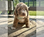 Puppy 2 Goldendoodle (Miniature)