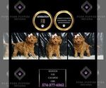 Puppy Mangos F1B Cavapoo