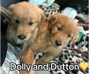 Golden Retriever Puppy for sale in PORT NECHES, TX, USA