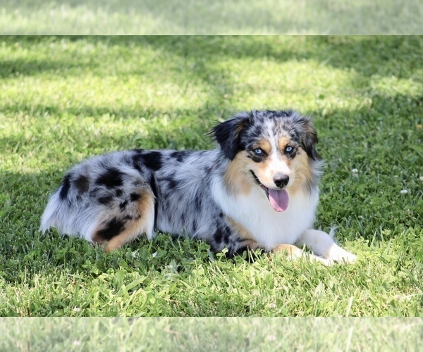 Medium Photo #1 Miniature Australian Shepherd Puppy For Sale in SAN FRANCISCO, CA, USA