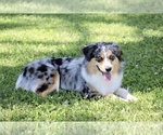 Small Photo #1 Miniature Australian Shepherd Puppy For Sale in SAN FRANCISCO, CA, USA