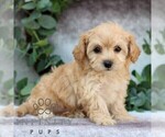 Small #3 Cavachon-Poodle (Miniature) Mix