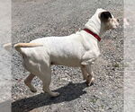 Small #2 Boxer