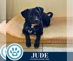 Small Photo #20 Labrador Retriever-Unknown Mix Puppy For Sale in Kimberton, PA, USA