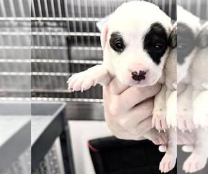 Mutt Dogs for adoption in Houston, TX, USA