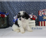 Cyclone - Male Poodle (Toy) Puppy for Sale - Photo #15