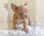 Small Photo #1 French Bulldog Puppy For Sale in ANAHEIM, CA, USA