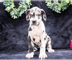 Puppy Anna Great Dane