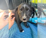 Small #3 Labrador Retriever Mix
