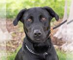 Small #3 Labrador Retriever Mix
