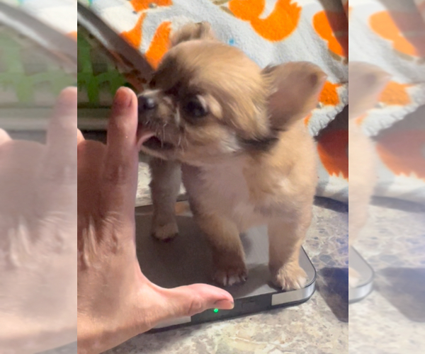 Medium Photo #23 Chihuahua Puppy For Sale in ADAMSVILLE, TN, USA