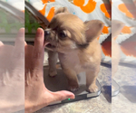 Small #22 Chihuahua