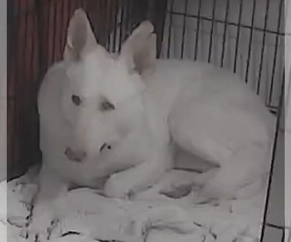 Medium Photo #2 - Mix Puppy For Sale in Rustburg, VA, USA