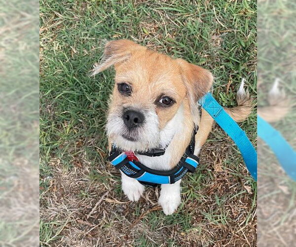 Medium Photo #6 Mutt Puppy For Sale in San Diego, CA, USA