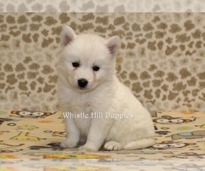 Pomsky Puppy for sale in DENVER, PA, USA