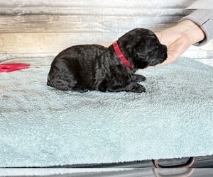 Bouvier Des Flandres Puppy for sale in TOPEKA, KS, USA