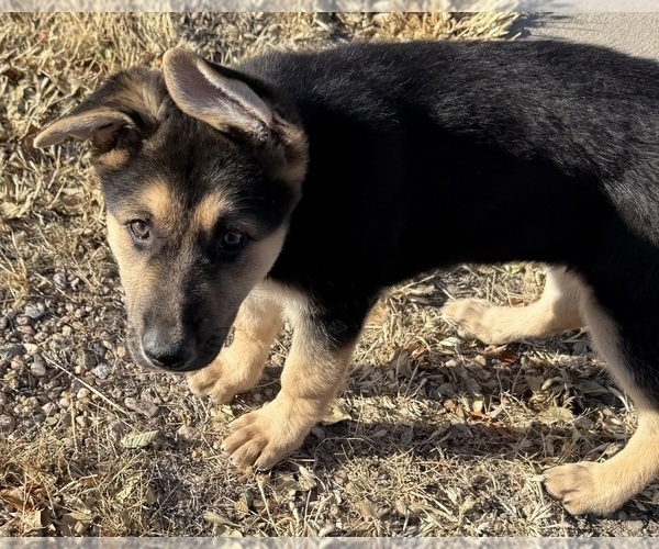 Medium Photo #6 German Shepherd Dog Puppy For Sale in BRIGHTON, CO, USA