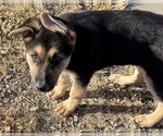 Small #5 German Shepherd Dog