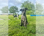Small #2 American Pit Bull Terrier-Catahoula Leopard Dog Mix