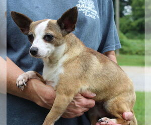 Medium Chihuahua