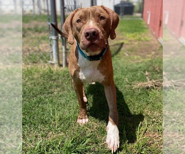 Medium Photo #1 Mutt Puppy For Sale in OKLAHOMA CITY, OK, USA