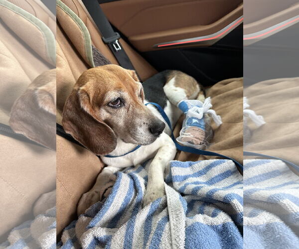 Medium Photo #6 Beagle Puppy For Sale in Doylestown, PA, USA