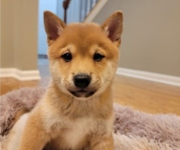 Medium Photo #8 Shiba Inu Puppy For Sale in CARPENTERSVILLE, IL, USA
