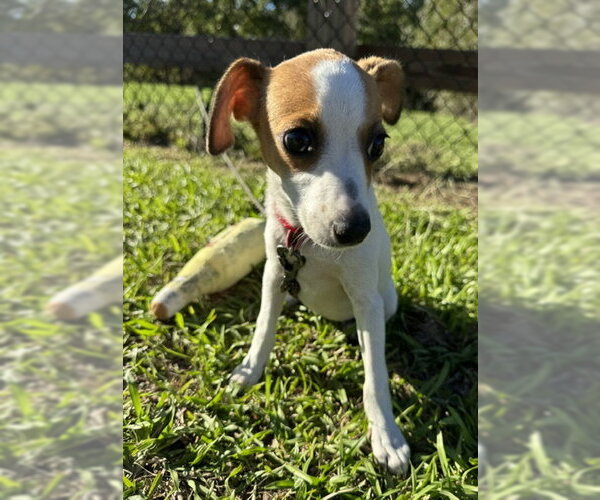 Medium Photo #1 Mutt Puppy For Sale in Tarrytown, GA, USA