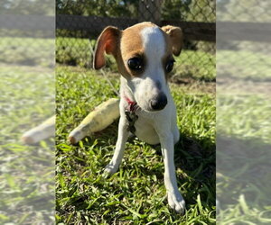 Kathy - Female Mutt Dog for Adoption