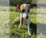 Kathy - Female Mutt Dog for Adoption - Small photo