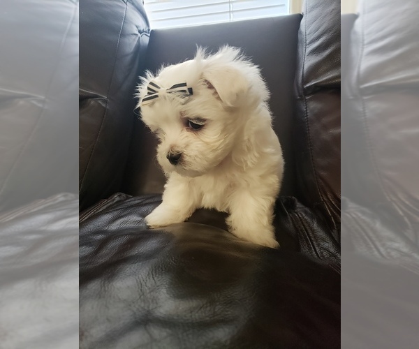 Medium Photo #2 Maltese Puppy For Sale in OPELIKA, AL, USA