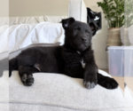 Small #6 German Shepherd Dog Mix
