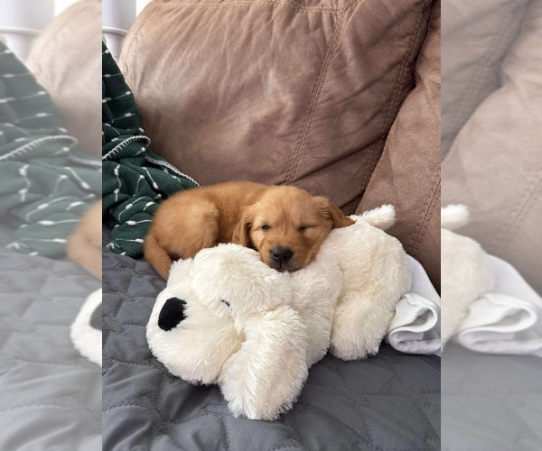 Medium Photo #2 Golden Retriever Puppy For Sale in ADDISON, IL, USA