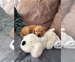 Small #1 Golden Retriever