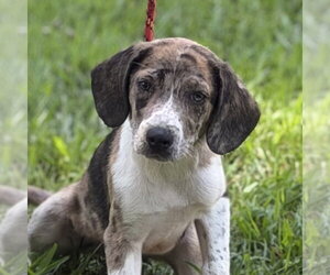 Beagle Dogs for adoption in Yardley, PA, USA