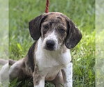 Small Beagle