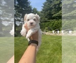 Small Photo #1 Maltese Puppy For Sale in SOUTH BEND, IN, USA
