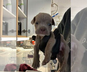 Mutt Dogs for adoption in New York, NY, USA