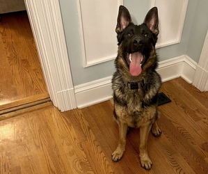 German Shepherd Dog Dog for Adoption in SAINT LOUIS, Missouri USA