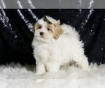Small #3 Maltipoo (Miniature)