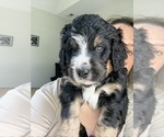 Small #4 Bernedoodle
