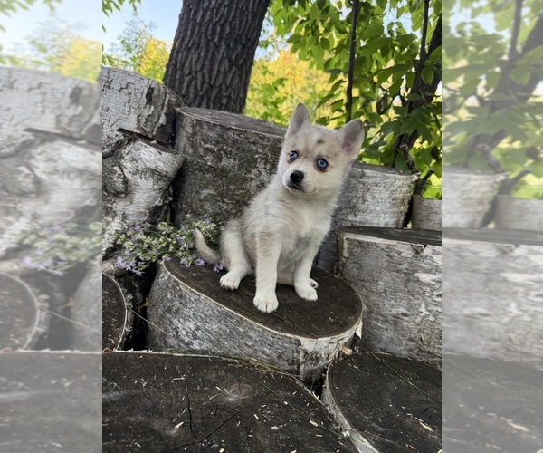 Medium Photo #4 Alaskan Klee Kai-Pomsky Mix Puppy For Sale in STAPLES, MN, USA