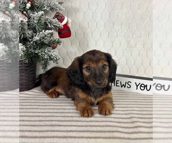 Medium Photo #1 Dachshund Puppy For Sale in GREENFIELD, IN, USA