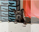 Small #2 Mutt