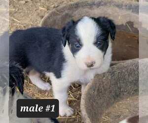 Border Collie Dog for Adoption in BLAIR, Wisconsin USA