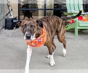 Labrador Retriever-Unknown Mix Dogs for adoption in Denver, CO, USA