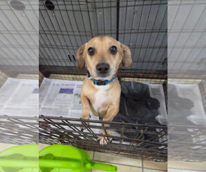 Chihuahua-Unknown Mix Dogs for adoption in El Centro, CA, USA